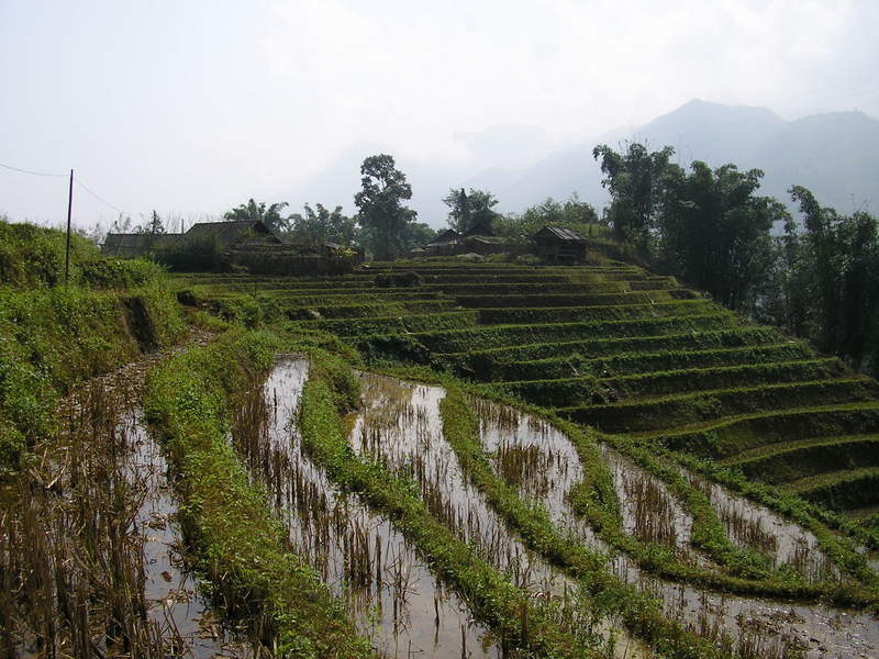 SaPa nord ouest vietnam riziere terrasse